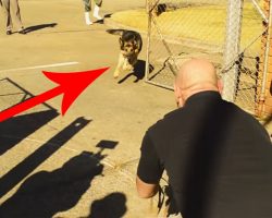 This Military Dog Hasn’t Seen His Soldier In 2 Years. When They Let Go Of His Leash, Watch!