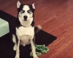 Husky Gets a Scolding From Mom, Then Throws Oscar-Winning Tantrum