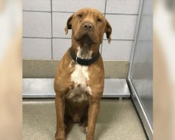 Dog Couldn’t Stop Shaking At Shelter, Until This Video Went Viral
