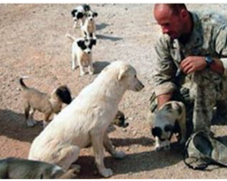 Marine Was Re-Stationed 70 Miles Away, Stray Dog Follows On Foot To Be With Him