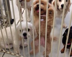 Excited Teacup Poodle Loves Dancing At Daycare