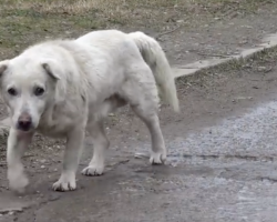 Lost Dog Was Left Heartbroken When His Owner Didn’t Want Him Anymore After He Was Found