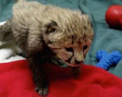 Cheetah Cub And Puppy Born On The Same Day Are The Cutest Best Friends