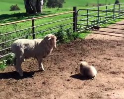 Pekingese Puppy Proves He’s a Herding Master