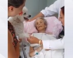 Dying Woman Granted Her Final Wish To Say Goodbye To Her Beloved Poodle