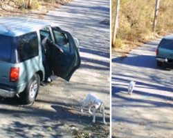 Pit Bull Abandoned On Camera Is All Wags When 30 Minutes Later Something Wonderful Happens