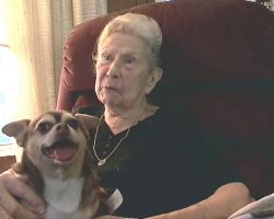 Rescue Dog Barks For 5 Hours To Get Help For Her Injured 92-Year-Old Owner