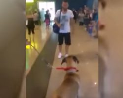 Dog stops and stares at the owner he hasn’t seen in 3 years, but the real reaction is coming…