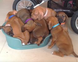 Adorable Puppies Pile Up And Try To Squeeze Into One Dog Bed