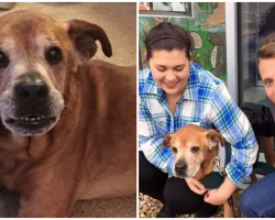 Couple Goes To Shelter To Donate, Leaves With 17-Year-Old Dog That Changes Their Lives