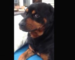 Dad Asks His Rottweiler To Show His Mean Face And This Is How The Dog Responds