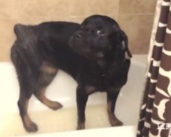 Sweet Rottweiler Really Loves Taking Showers