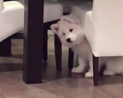 Samoyed Puppy Intrigued When He Hears A Piano For The First Time