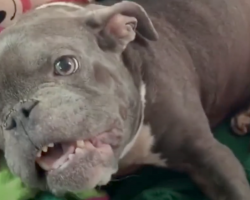 Dog Was Abandoned Because Of Her Looks, But Someone Thought She Was So Special