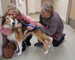 ‘No One Had Time’ For Senior Collie Left At Shelter Except For His Dedicated Rescuers