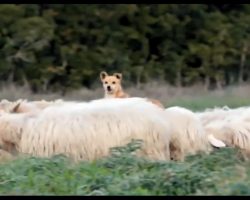 Doggo Is Supposed To Be Guarding Sheep. His “Work Ethic” Has Internet In Stitches