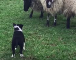 Border Collie Puppy Who Never Had Seen A Sheep Before Picks Up Herding Like A Pro