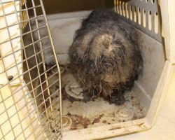 Shih Tzu Found With Cockroaches Nesting In Her Fur Makes Remarkable Transformation