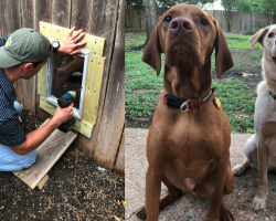 Neighbors Agree To Put Doggy Door In Fence So Dogs Can Hang Out Whenever They Want