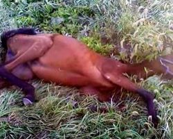 Teen Girl Approaches Young Horse Lying In Ditch Only To Have It Change Her Life Forever