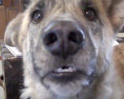 He Tells His Dog That He Ate All The Food. Turn Up The Volume, You Won’t Regret It!