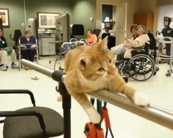 Rescued Cat Transforms Atmosphere At Nursing Care Facility