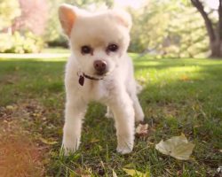 Tiny Dog Who Walks Crooked After Beating Inspires Hope In Rescuers