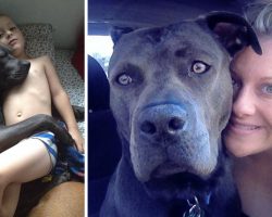 What They Should Have Told Me Before I Rescued My Pit Bull