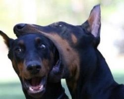 12 Reasons Doberman Pinschers Are The Worst Breed EVER