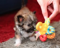 At Just 11 Centimeters Tall This Tiny Dog Is Adorable