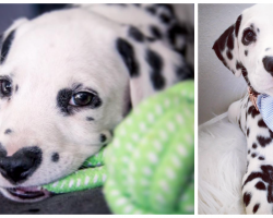 Puppy Gets Mobbed Everywhere He Goes Because Of His Heart-Shaped Nose