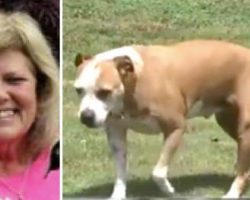 Woman Attacked By Man With Knife, Then Sees Pit Bull Coming Toward Her…