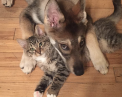 Dog Stuns Family When Told To Pick Out A Friend At The Shelter