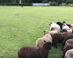 World’s Worst Sheepdog Goes To Herd Sheep, Somehow Gets Them To Play With Him Instead