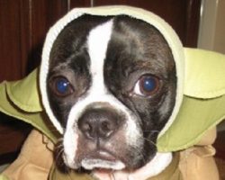 10 Costumes That Prove Boston Terriers Always Win At Halloween