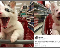 Dog’s Photos At Target Are Winning Hearts All Over The Internet