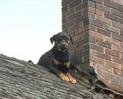 Rottweiler Left On Rooftop For Days Is Finally Rescued By Firefighters…For Good