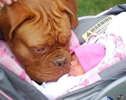 10 Gorgeous Mastiffs You’ve Ever Seen