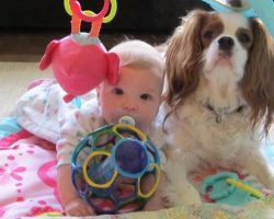 10 Reasons Why You Should Never Own Cavalier King Charles Spaniels