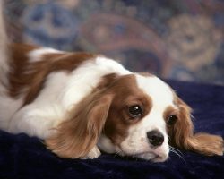 10 Best Cavalier King Charles Spaniel Dog Names