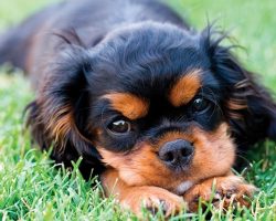 40 Most Popular Cavalier King Charles Spaniel Dog Names