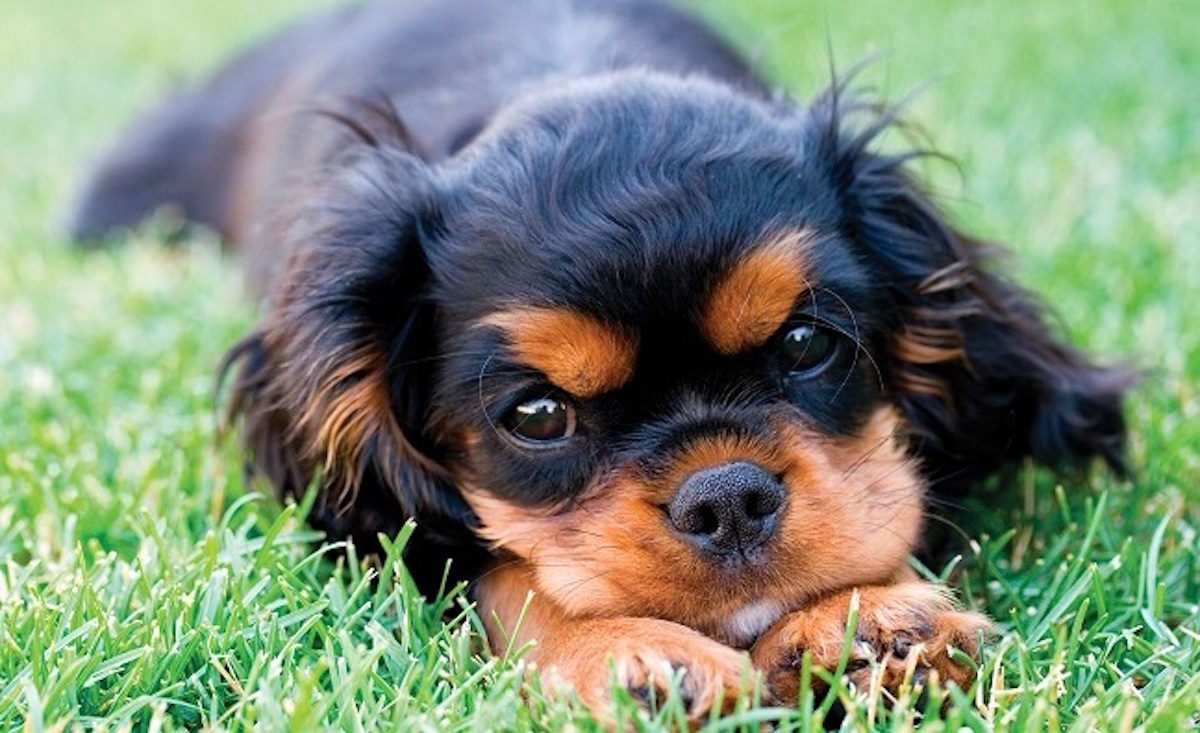 40 Most Popular Cavalier King Charles Spaniel Dog Names
