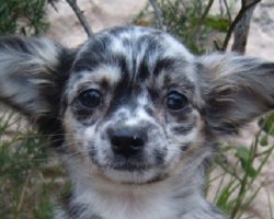 12 Unreal Chihuahua Cross Breeds You Have To See To Believe