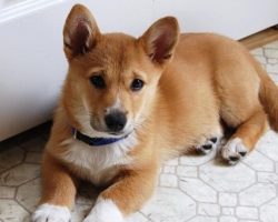 15 Unreal Corgi Cross Breeds You Have To See To Believe