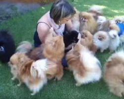 Pomeranian Puppies Happy To See Their Owner
