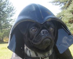 18 Costumes That Prove Pugs Always Win At Halloween