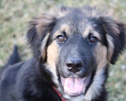 16 Unreal German Shepherd Cross Breeds You Have To See To Believe