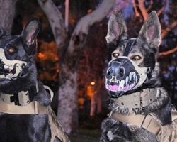 19 Costumes That Prove German Shepherds Always Win At Halloween