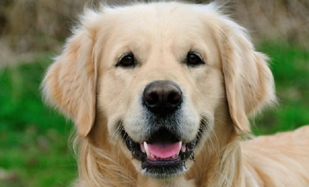 These 12 Adorable Golden Retrievers Will Make You A Better Person