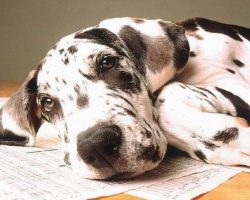 69 Most Popular Great Dane Dog Names